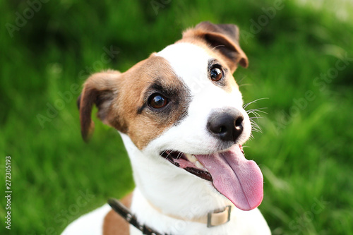 Happy active young Jack Russell Terrier. White-brown color dog face and eyes close-up in a park outdoors, making a serious face under the morning sunlight in good weather. Jack russel terrier portrait © stock_studio