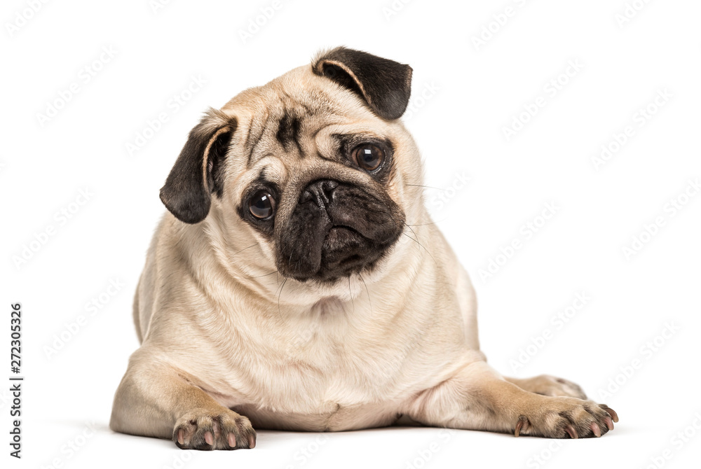 Pug looking at camera against white background