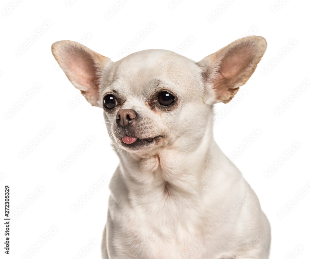 Chihuahua against white background