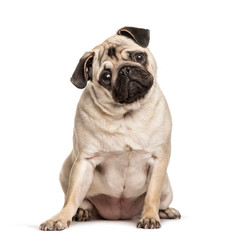 Pug sitting against white background