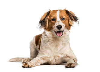 Mixed-breed dog looking at camera against white background