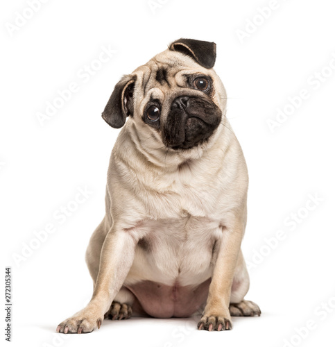 Pug sitting against white background © Eric Isselée