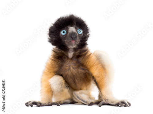 4 months old baby Crowned Sifaka sitting against white Fototapet