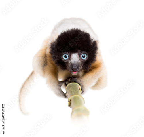 4 months old approaching baby Crowned Sifaka looking at camera © Eric Isselée