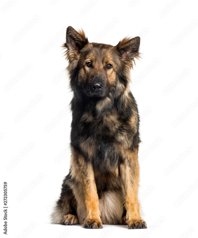 German Shepherd, 2 years, sitting against white background