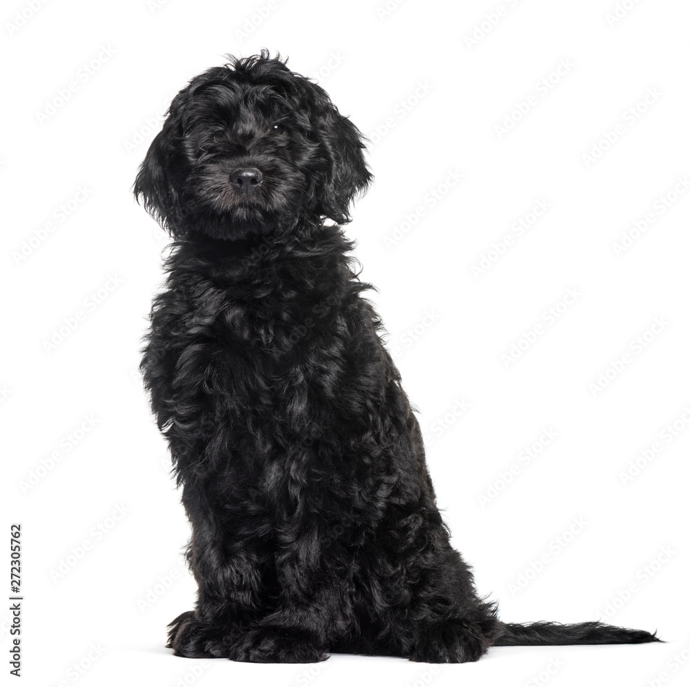 Mixed-breed labradoodle sitting against white background