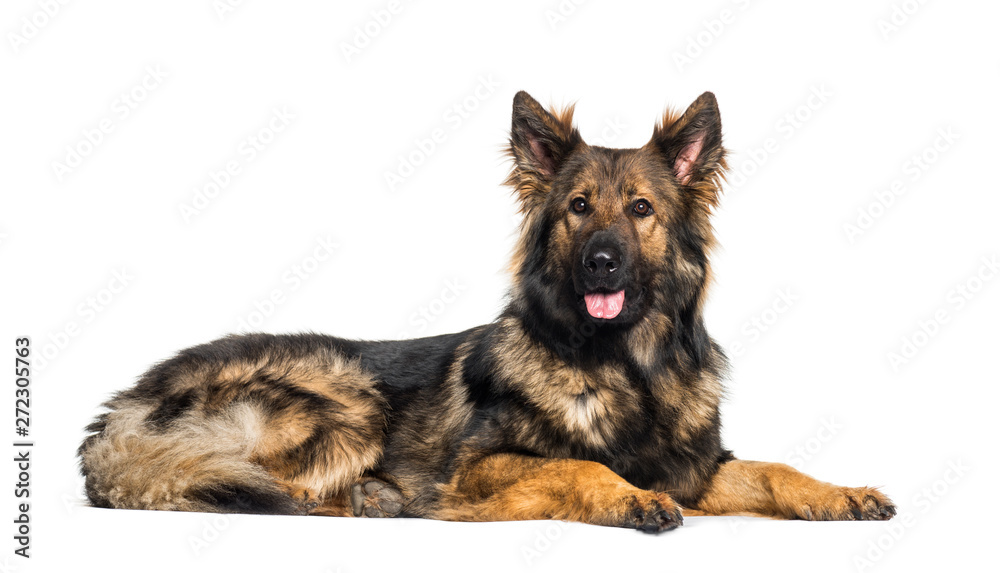 German Shepherd looking at camera against white background