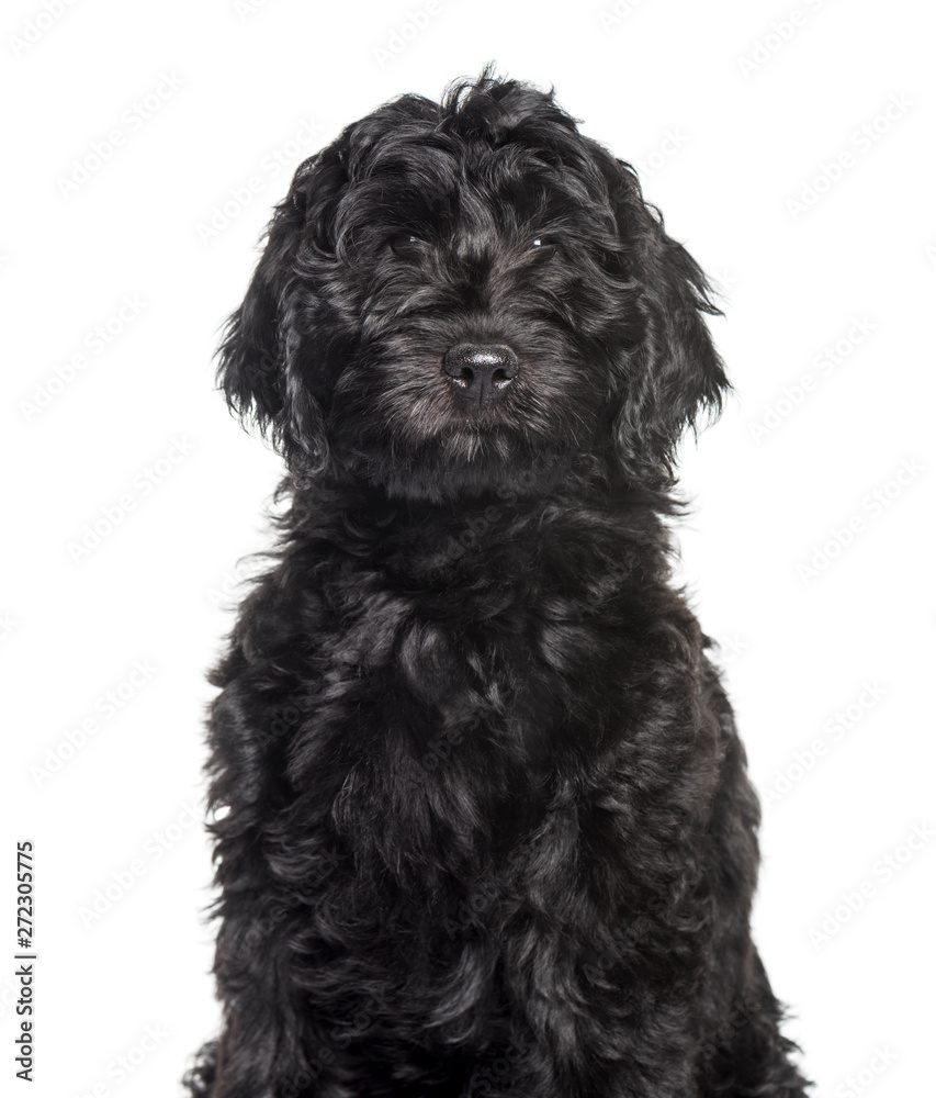 Mixed-breed labradoodle looking at camera against white backgrou Mixed-breed labradoodle looking at camera against white backgrou