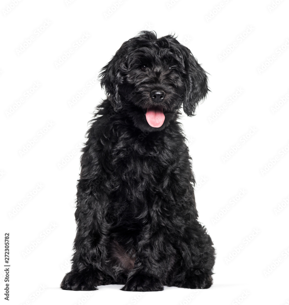 Mixed-breed labradoodle sitting against white background