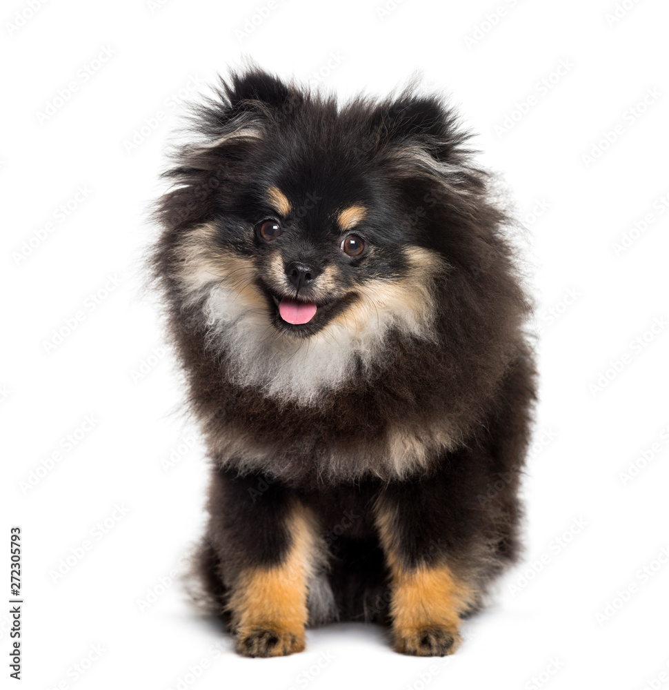 Obraz premium Pomeranian, 1 year, sitting against white background