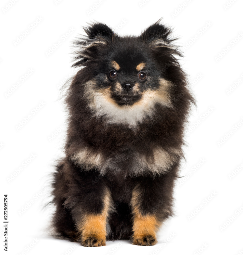 Pomeranian , 1 year, sitting against white background Pomeranian , 1 year, sitting against white background