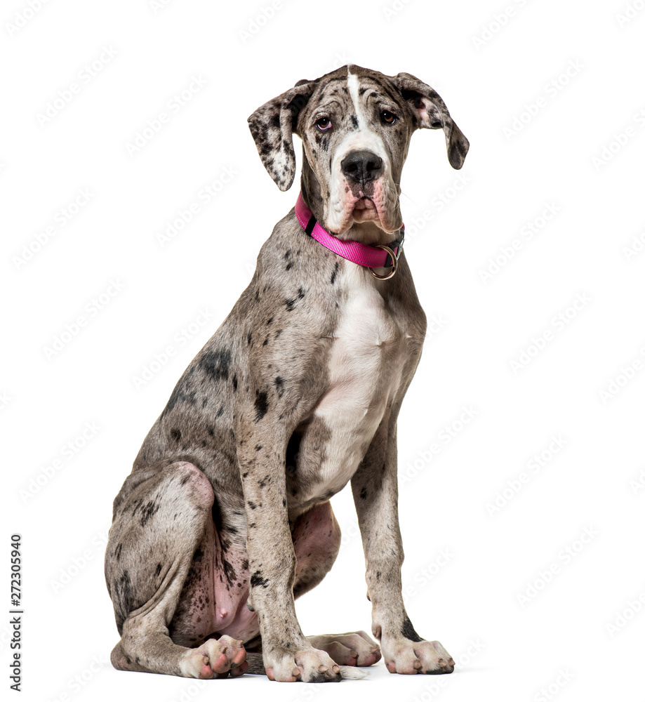 Great Dane sitting against white background