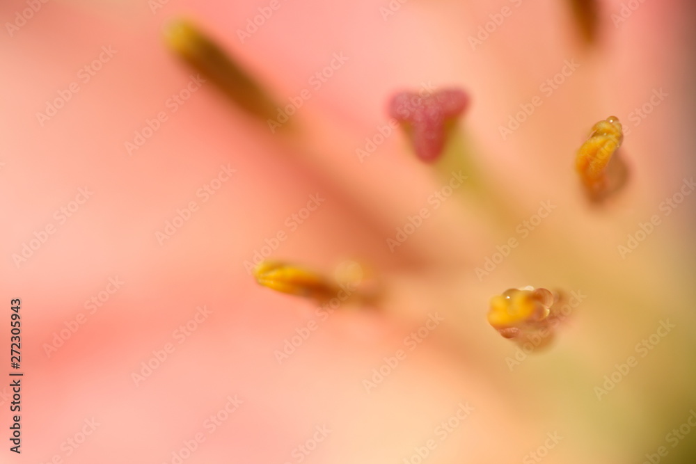 Fototapeta premium Flower 