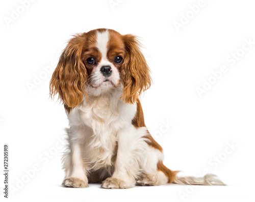 Fototapeta Puppy Cavalier King Charles Spaniel, dog