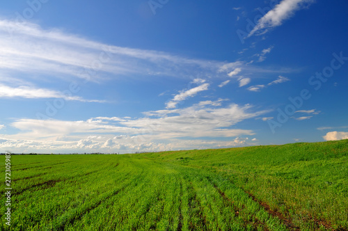 Wheaten field