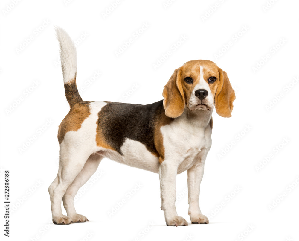 Beagles dog standing against white background