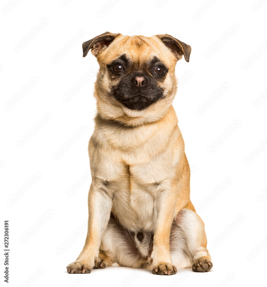 Chug dog is a Mixed-breed between a pug and a Chihuahua sitting