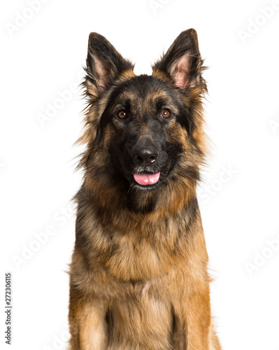 German Shepherd dog against white background