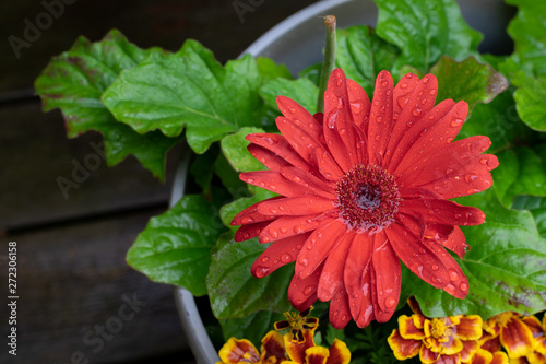 Rain Speckled Red Daisy