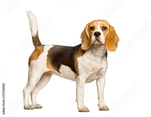 Beagles dog standing against white background © Eric Isselée