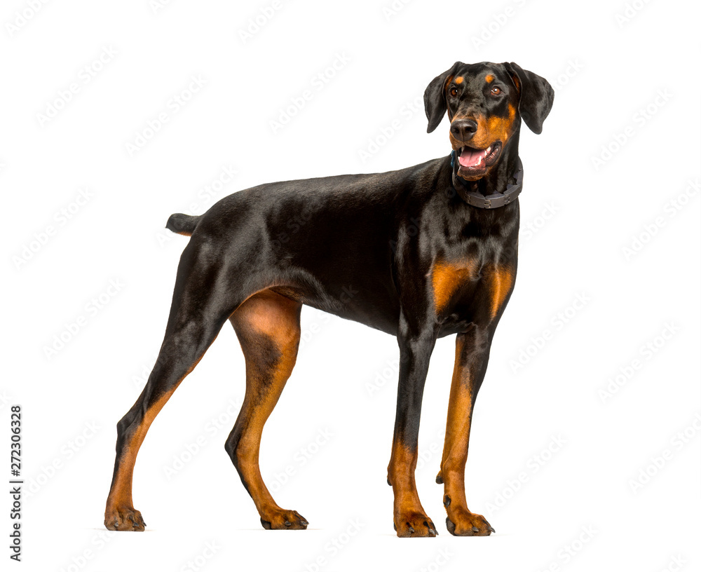 Panting Doberman dog standing against white background