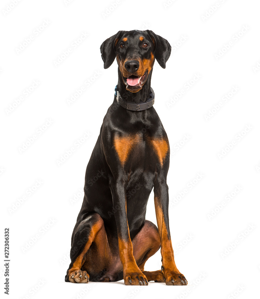 Panting Doberman dog sitting against white background
