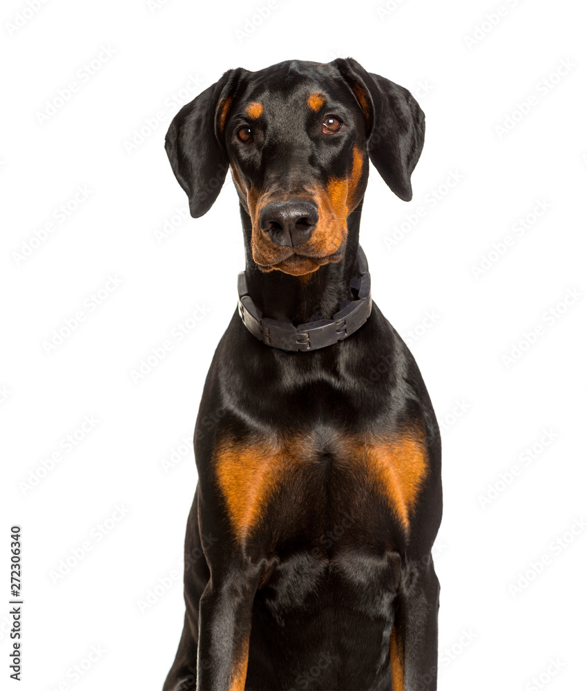 Doberman dog looking at camera against white background