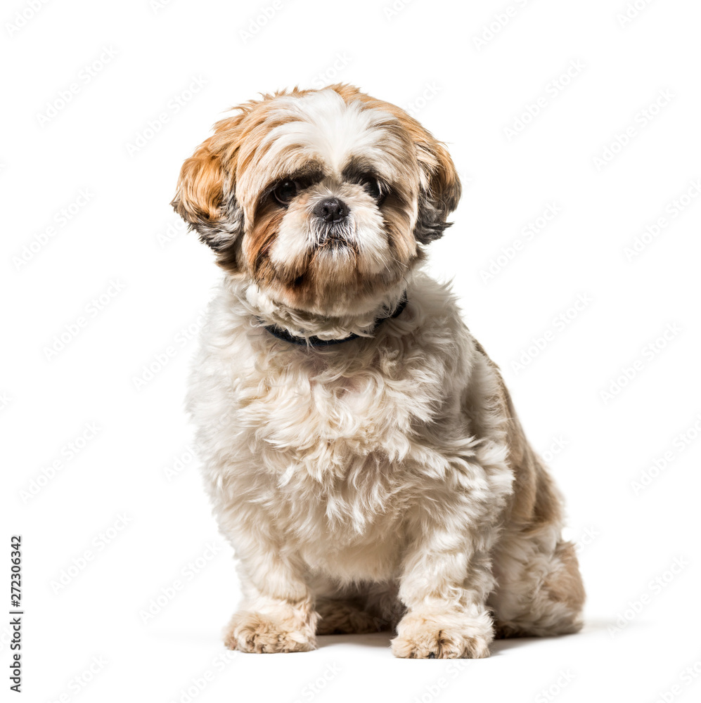 Shih Tzu sitting against white background Shih Tzu sitting against white background