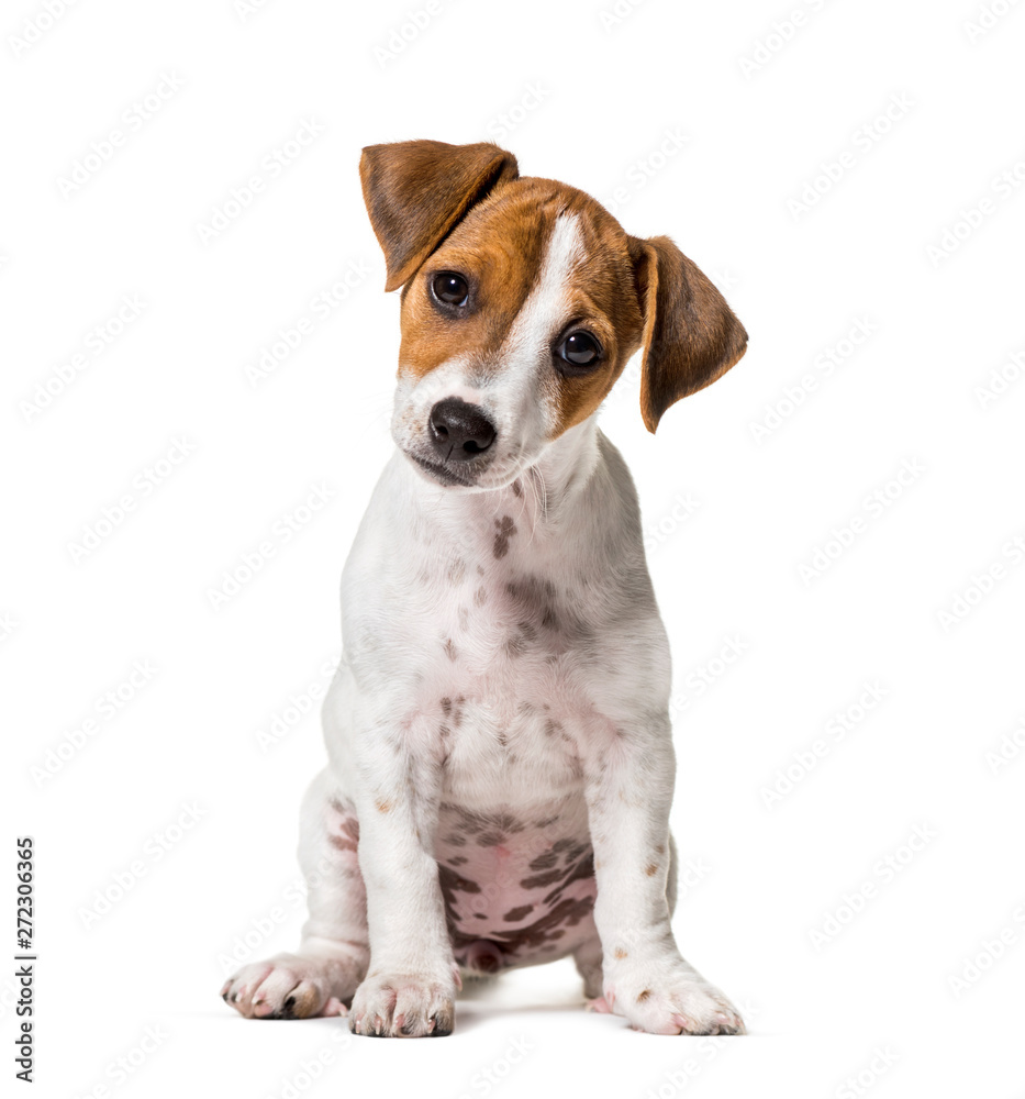 Two months old puppy Jack Russell terrier dog sitting against wh - obrazy, fototapety, plakaty 