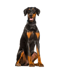 Panting Doberman dog sitting against white background