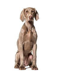 Weimaraner dog sitting against white background
