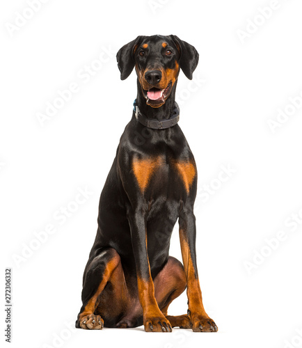 Leinwand Poster Panting Doberman dog sitting against white background