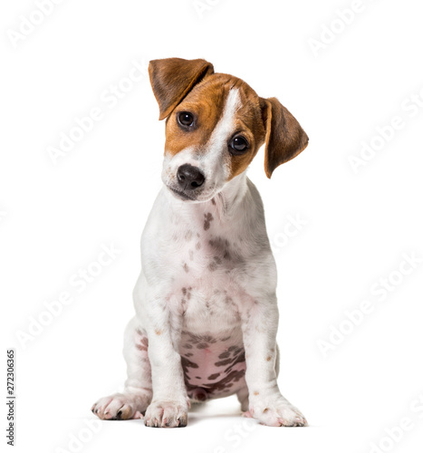 Obraz na plátne Two months old puppy Jack Russell terrier dog sitting against wh