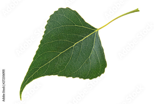 Green leaf poplar isolated on a white background