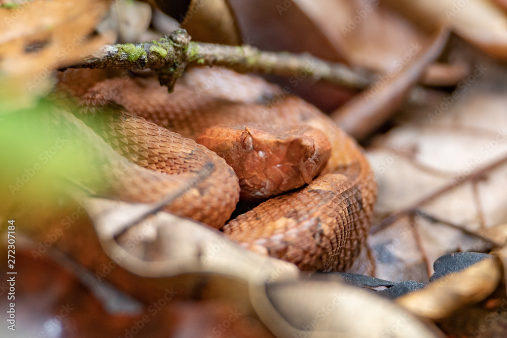 Snake Snake