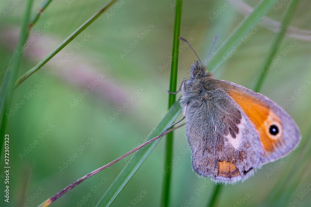 Obraz premium Macro photo of a Meadow Brown Butterfly daisy