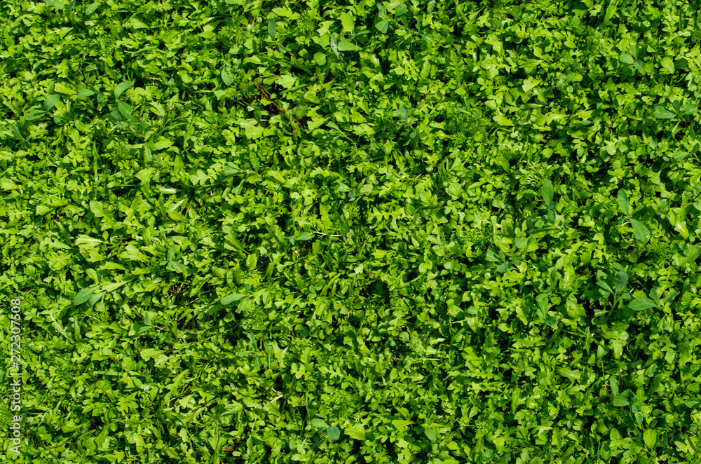 Green artificial grass. Round and oblong leaves are visible Green artificial grass. Round and oblong leaves are visible
