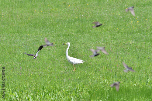 herons fight for their territory in a meadow with swamps
