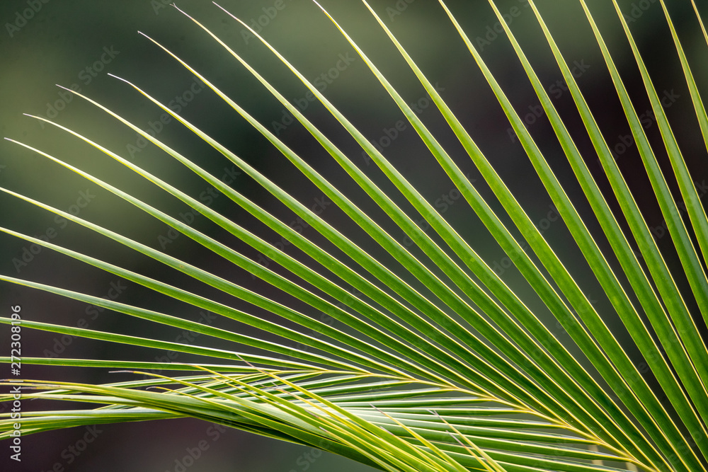 Fototapeta premium palm leaf