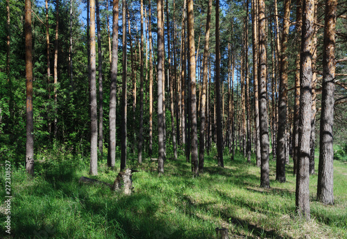 Fototapeta Naklejka Na Ścianę i Meble -  Trunks of pine trees