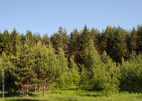 New trees in a forest