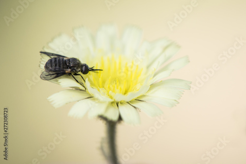 Wild yellow flower with fly on greenish background photo