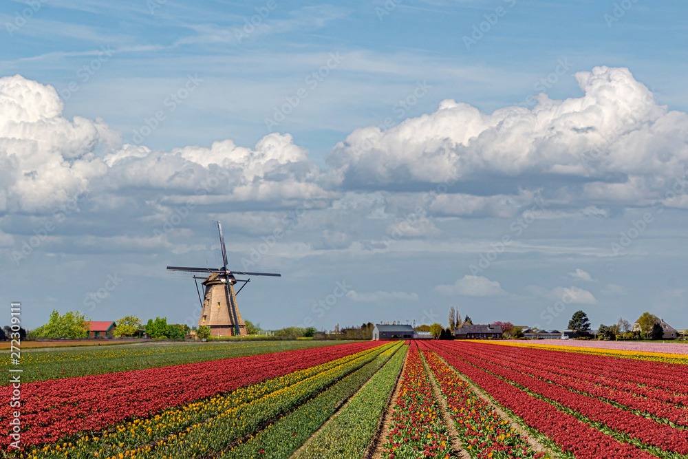 Composite image creating the concept of the iconic Dutch landscape during the tulips and spring season around the country with multi-color tulip bulb farm and windmill everywhere