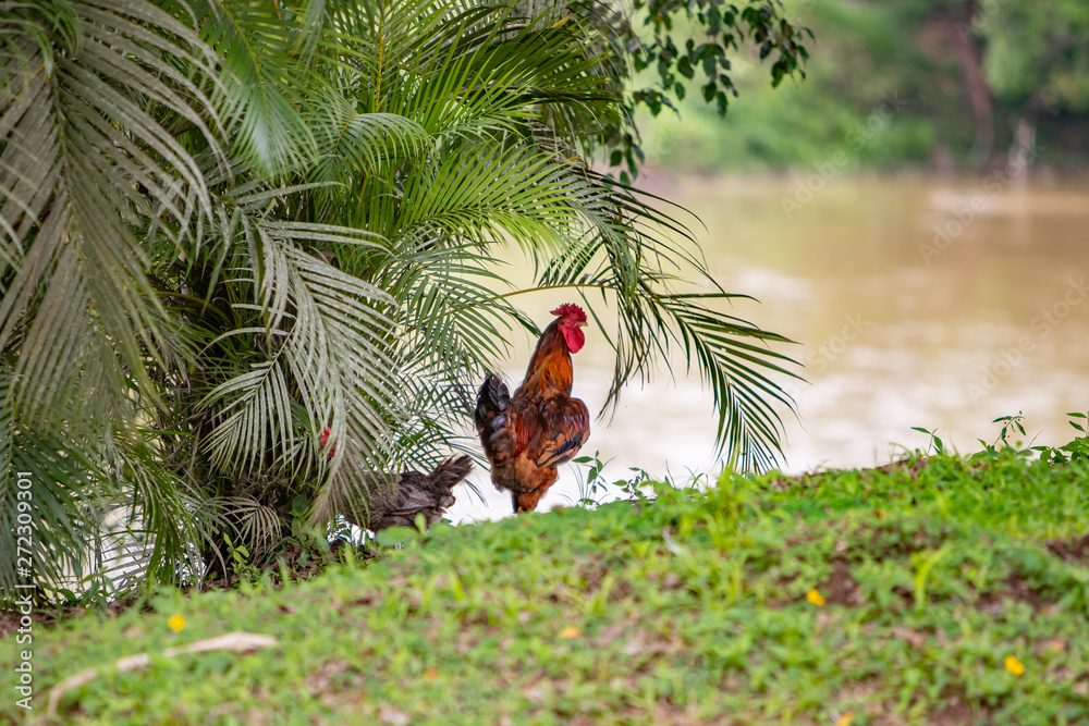 Fototapeta premium rooster