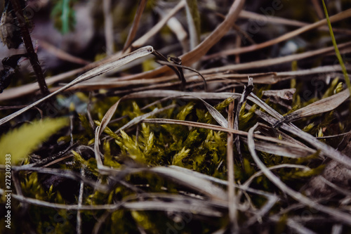 moss on tree