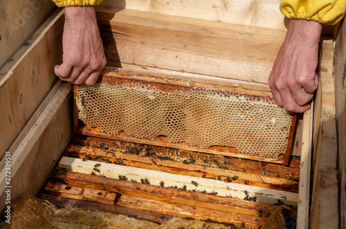 A man pulls out of the hive frame with honey and bees.