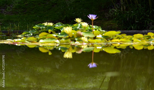 Seerosenteich im Botanischen Garten in Freiburg