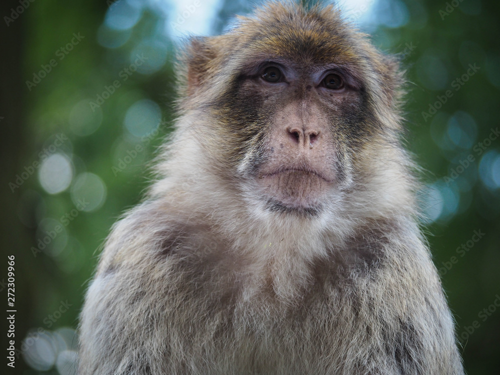 Obraz premium Barbary Macaque profile