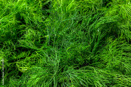 organic natural fresh green dill close up