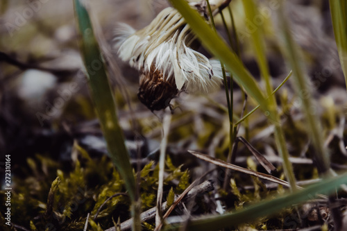 flower in grass